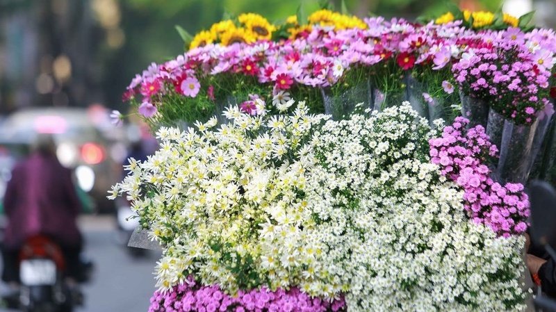Những ngày này, trên những cung đường Phan Đình Phùng, Thanh Niên, Thụy Khuê... không khó để bắt gặp những chiếc xe đạp cũ kĩ chở đầy hoa cúc họa mi.