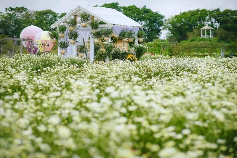 Ảnh: Thảo Nguyên hoa Long Biên.