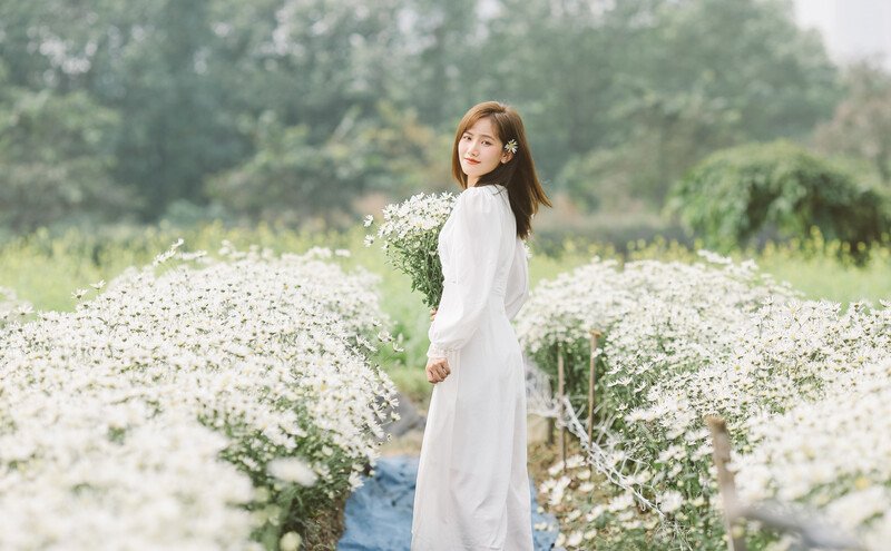 Những ngày này ở vườn hoa Nhật Tân, làng hoa Tây Tựu, bãi đá sông Hồng, thảo nguyên hoa Long Biên... những bông cúc họa mi bung nở, thu hút rất nhiều người đến chơi và chụp ảnh. (Ảnh: Nguyễn Trung Chính)