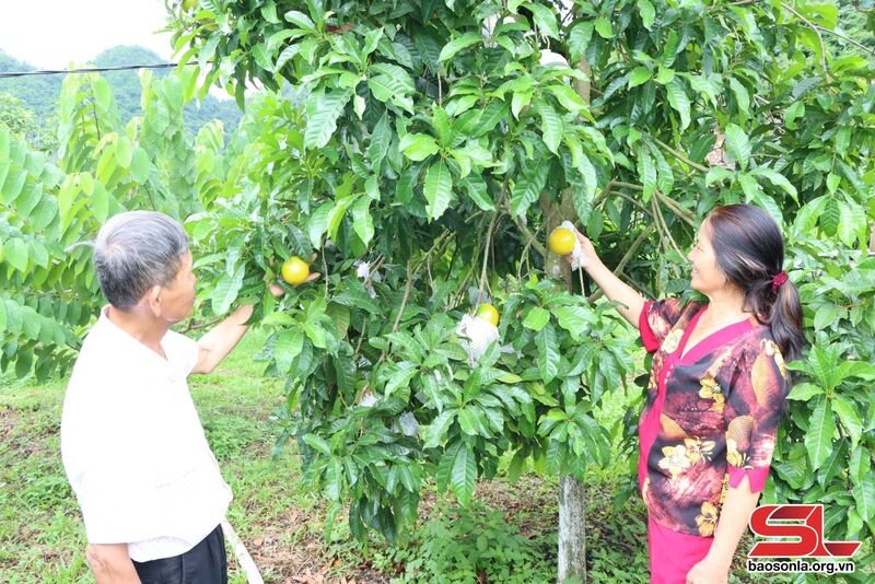 Mô hình trồng cây ăn quả của gia đình ông Đặng Quốc Tuấn, bản Nam Tiến, xã Bon Phặng