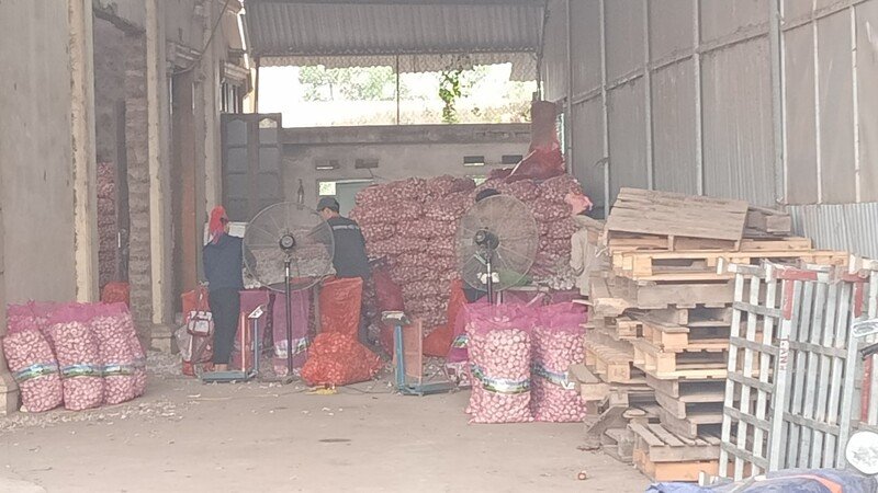 Công nhân chế biến hành, tỏi, nông sản trong các nhà xưởng