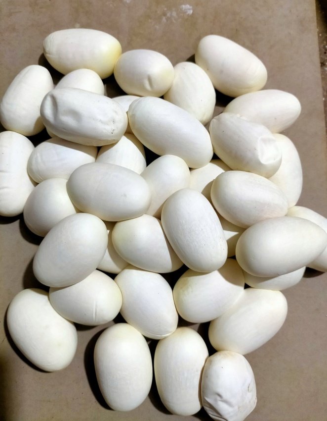 Trứng rắn có giá 50.000-70.000 đồng/quả. Mỗi ổ trứng có thể dao động 25-40 quả