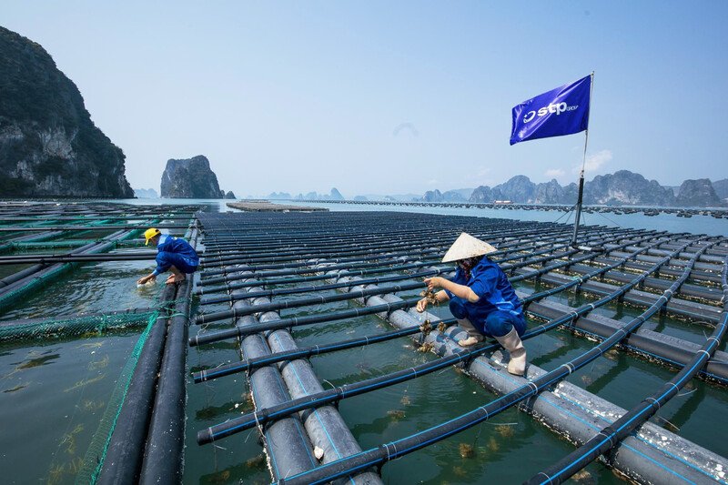   Rong sụn là sản phẩm nuôi biển mới ở Quảng Ninh