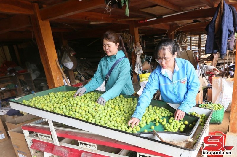 Nông dân Thành phố phân loại quả trước khi bán cho thương lái.