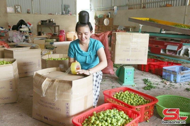 Nhân dân xã Chiềng Đen, Thành phố đóng mận ở các điểm thu mua bán cho các thương lái. 