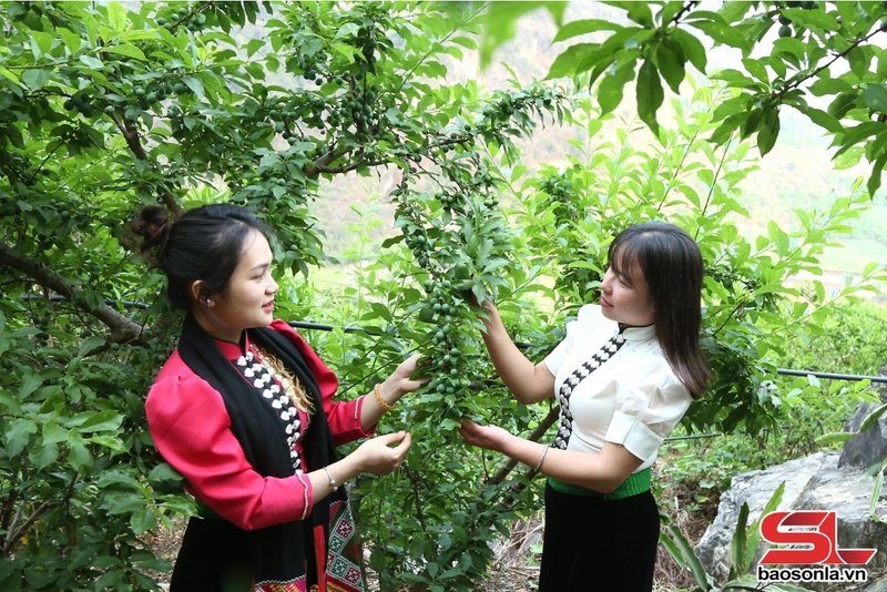 Du khách trải nghiệm hái mận tại vườn. 