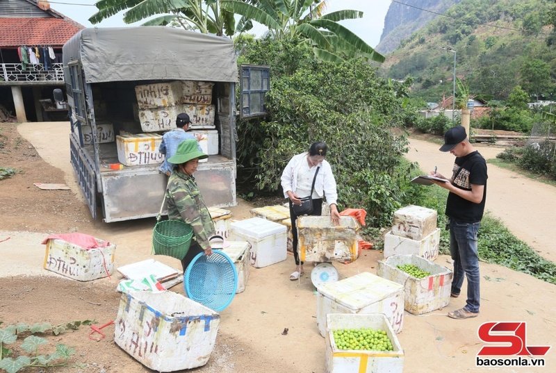 Thương lái ngoại tỉnh đến tận các bản thu mua mận tam hoa. 