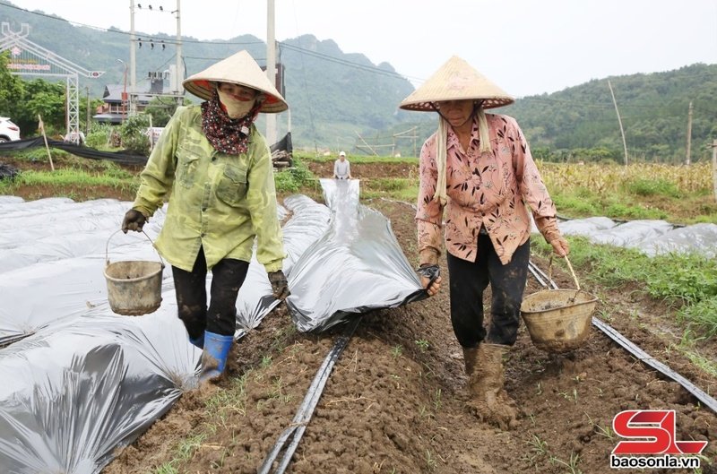 Nông dân phường Mường Sang sử dụng màng phủ trong sản xuất nông nghiệp.