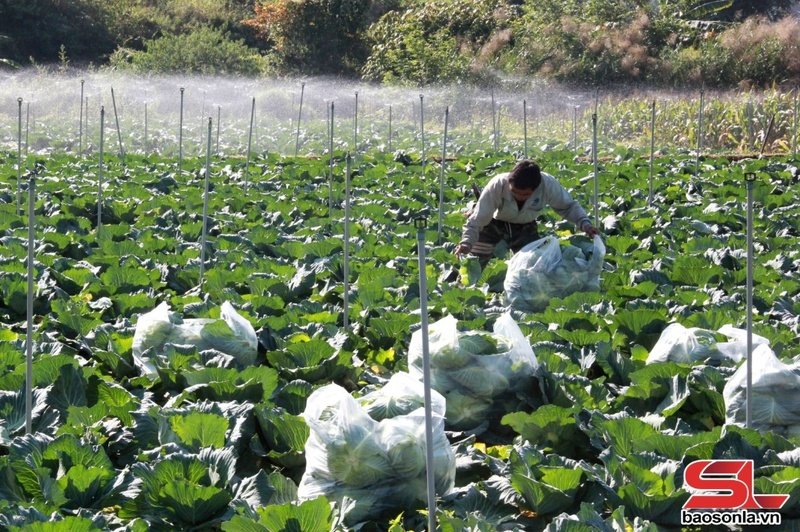 Nông dân phường Mường Sang đầu tư hệ thống tưới phun sương cho diện tích rau trái vụ.