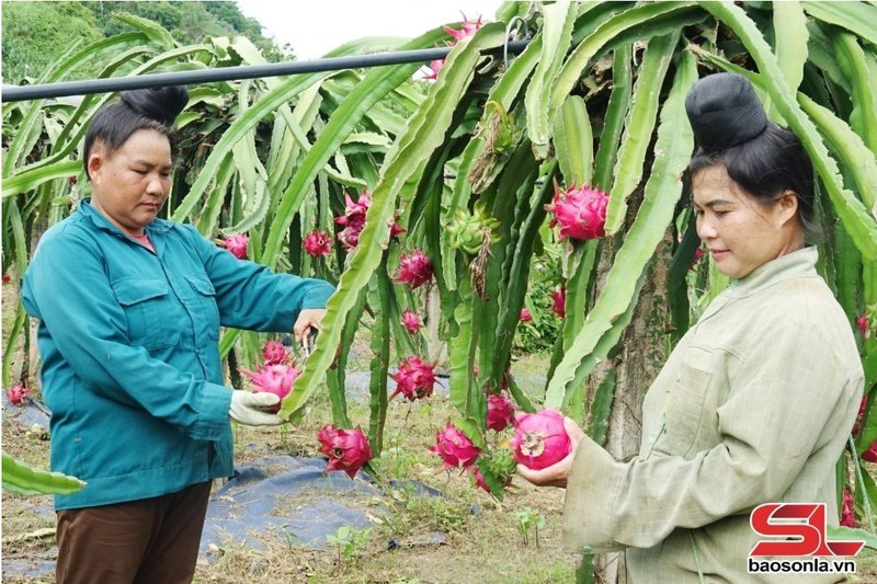 Nông dân xã Nà Bó, huyện Mai Sơn, thu hái thanh long.