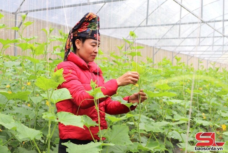 Mô hình trồng dưa trong nhà kính của nông dân xã Chiềng La, huyện Thuận Châu.  