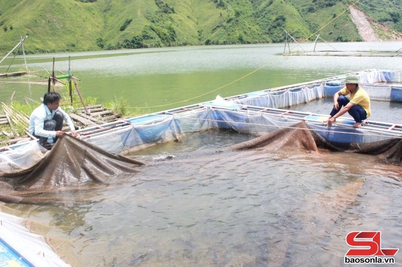 Nông dân xã Liệp Tè, huyện Thuận Châu phát triển nghề nuôi cá lồng.