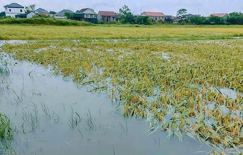  Hàng chục nghìn ha lúa bị ngập.