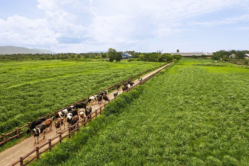 Trang trại Vinamilk xanh mát, mang đến những sản phẩm giàu dinh dưỡng từ thiên nhiên tốt cho sức khỏe. Ảnh: Vi Nam