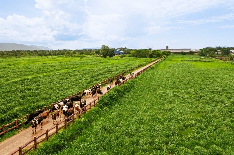 Những cánh đồng nguyên liệu đạt chuẩn hữu cơ châu Âu là thành quả của quá trình biến chất thải thành tài nguyên tại Vinamilk (Ảnh: VM). 