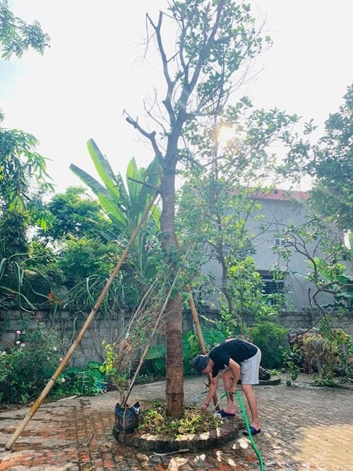 Cứ cuối tuần Hồng Đăng lại về chăm sóc cây cối, vườn tược. Những ngày trong tuần,ia đình anh thuê người trông nom.
