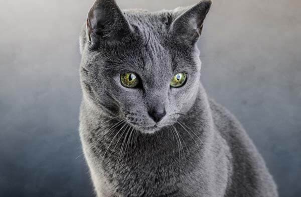 meo-Russian-Blue