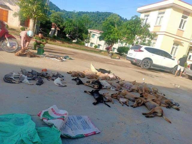 Tang vật vụ án là hàng chục chó, mèo bị đánh bả.