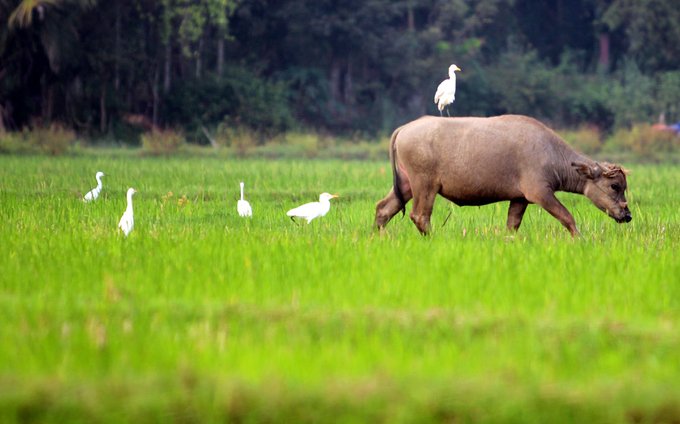 Đàn cò di cư bay trắng cánh đồng ở Quảng Nam