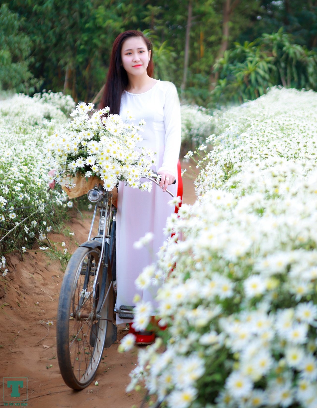 hoa cuc hoa my11