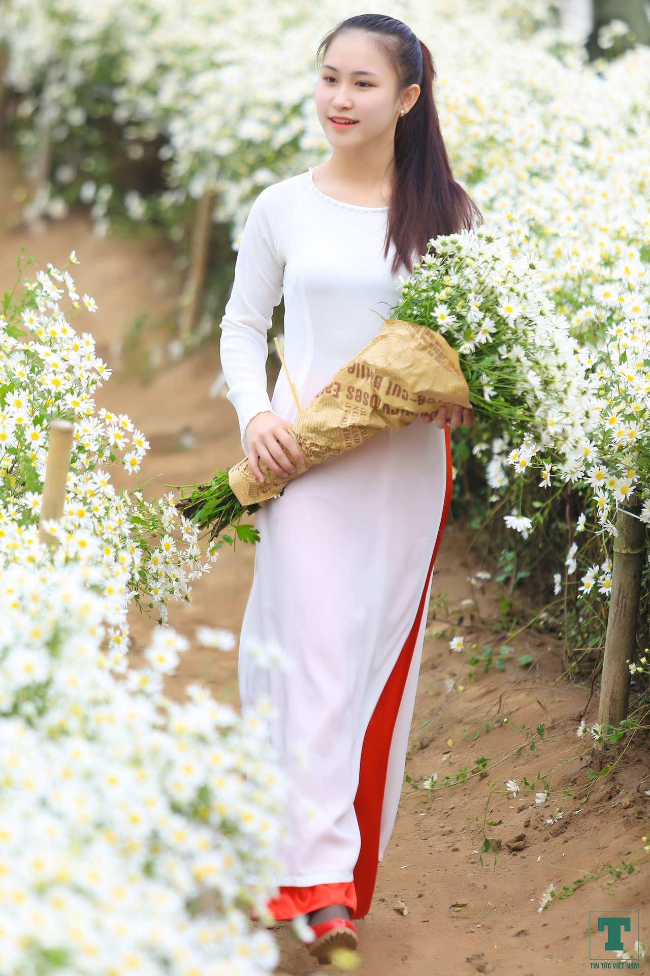 hoa cuc hoa my4