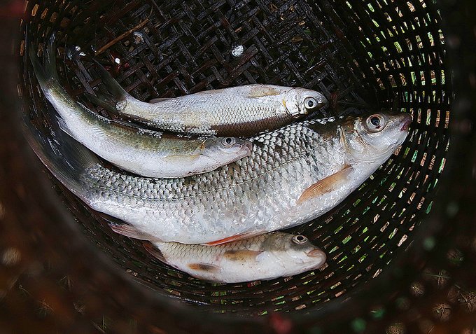 Thầy cô hái măng, bắt cá cải thiện bữa ăn