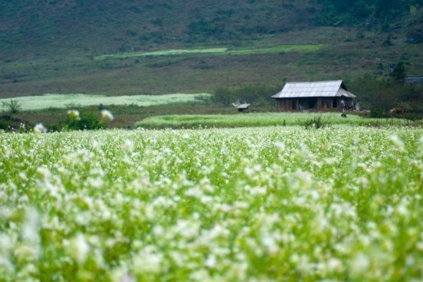 hoa cai
