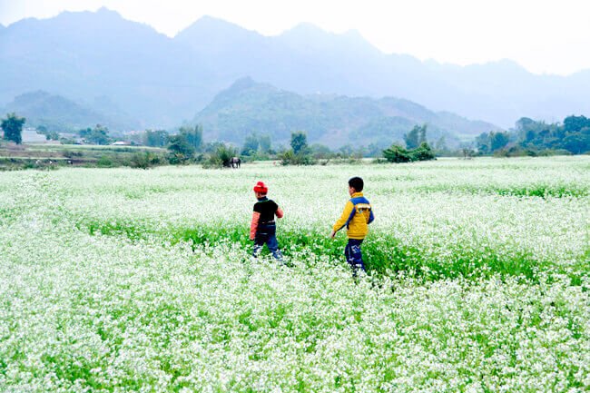 hoa cai trang