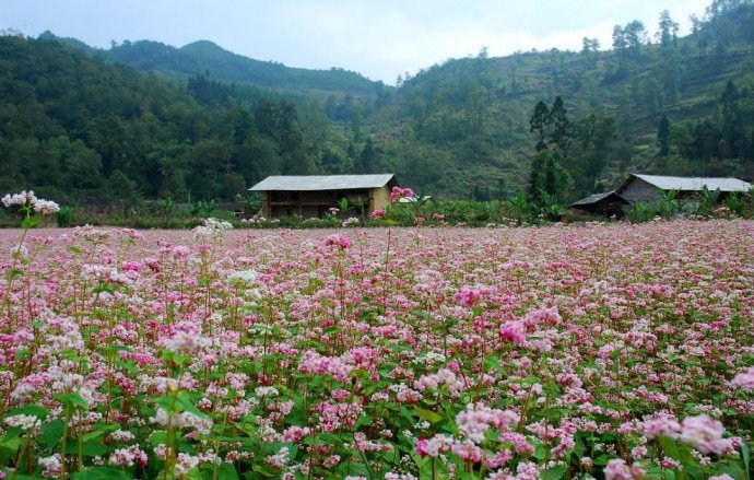 hoa tam giac mach o ha giang