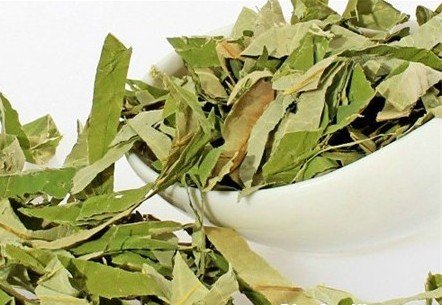 Cách ủ lá vối để hương vị thơm, ngon đặc trưng