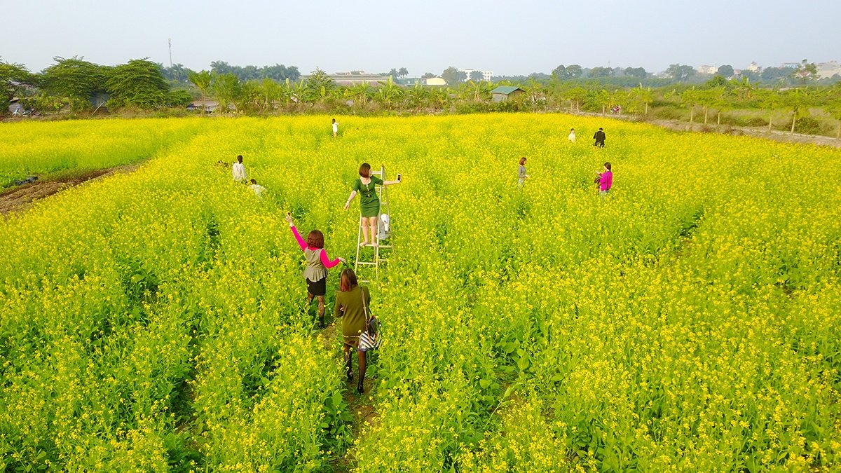 ruc-ro-ngam-dai-duong-hoa-cai-vang-long-bien
