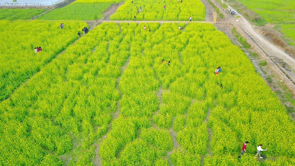 ruc-ro-ngam-dai-duong-hoa-cai-vang-long-bien