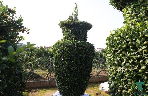 chiem-nguong-vuon-quat-loc-binh-khung-cua-lao-nong-hung-yen