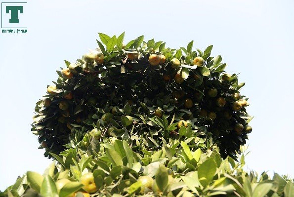 chiem-nguong-vuon-quat-loc-binh-khung-cua-lao-nong-hung-yen