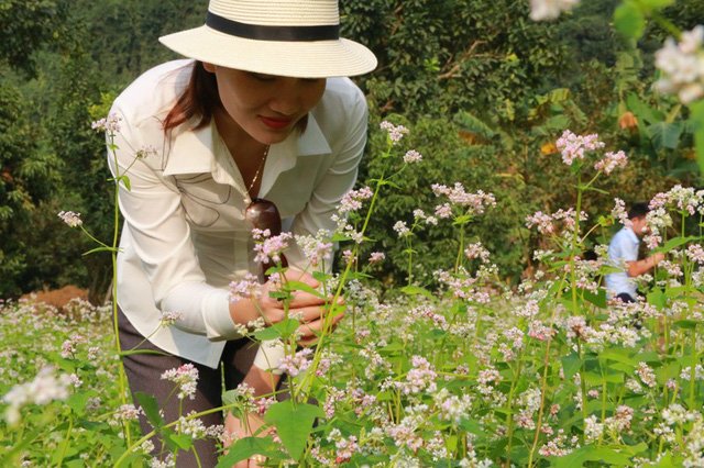 Vườn tam giác mạch “có 1 không 2” hút hồn du khách ở Ninh Bình