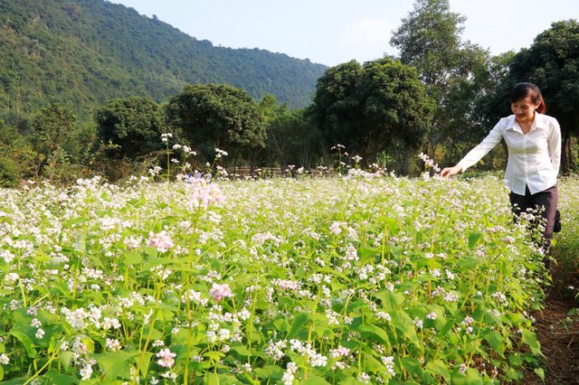 Vườn tam giác mạch “có 1 không 2” hút hồn du khách ở Ninh Bình