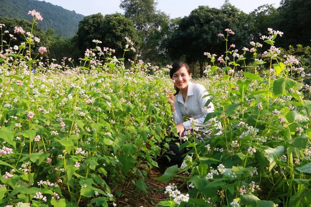 Vườn tam giác mạch “có 1 không 2” hút hồn du khách ở Ninh Bình