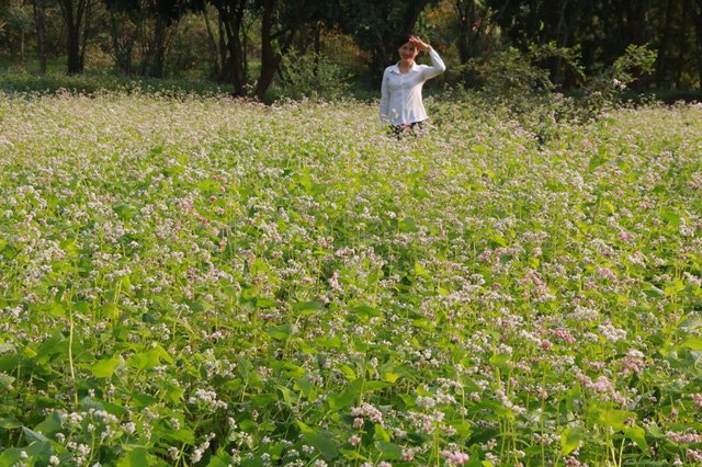 Vườn tam giác mạch “có 1 không 2” hút hồn du khách ở Ninh Bình