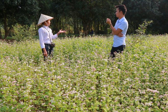 Vườn tam giác mạch “có 1 không 2” hút hồn du khách ở Ninh Bình