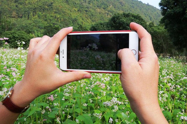 Vườn tam giác mạch “có 1 không 2” hút hồn du khách ở Ninh Bình