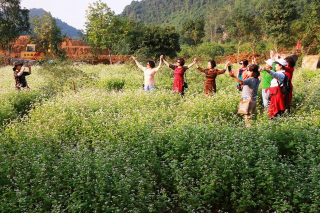 Vườn tam giác mạch “có 1 không 2” hút hồn du khách ở Ninh Bình