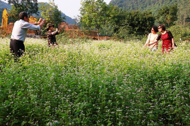Vườn tam giác mạch “có 1 không 2” hút hồn du khách ở Ninh Bình