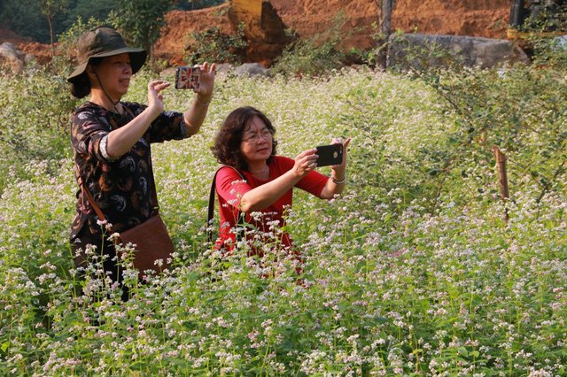 Vườn tam giác mạch “có 1 không 2” hút hồn du khách ở Ninh Bình