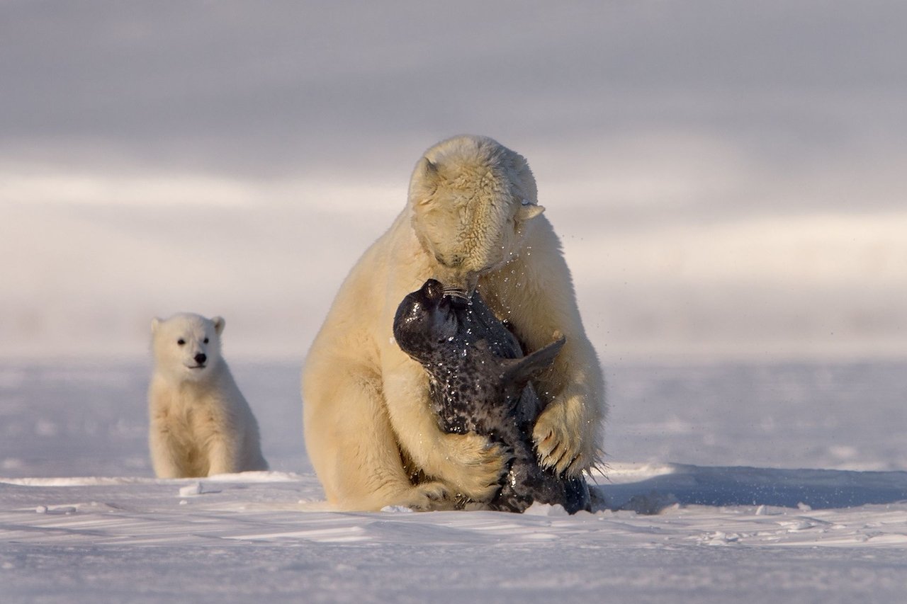 roi-nuoc-mat-voi-video-ve-chu-gau-truc-polar-sap-chet-doi-tren-dao-canada
