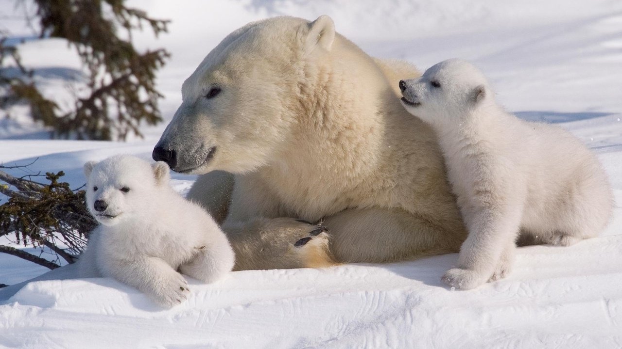 roi-nuoc-mat-voi-video-ve-chu-gau-truc-polar-sap-chet-doi-tren-dao-canada
