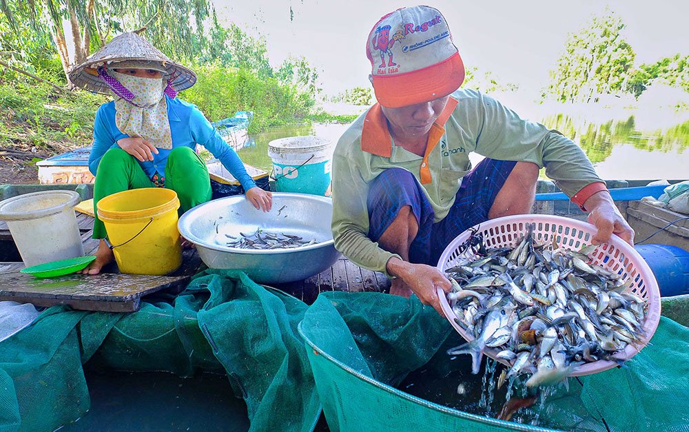 Đi qua mùa nước nổi