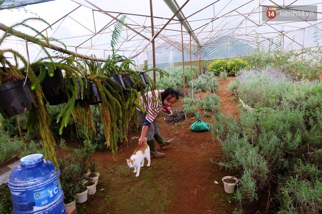 Cô thạc sĩ Sài Gòn bỏ phố lên rừng, trồng hoa và sống trong ngôi nhà nhỏ với 5 chú mèo ở Đà Lạt