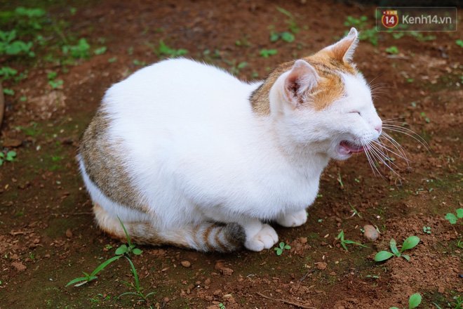 Cô thạc sĩ Sài Gòn bỏ phố lên rừng, trồng hoa và sống trong ngôi nhà nhỏ với 5 chú mèo ở Đà Lạt