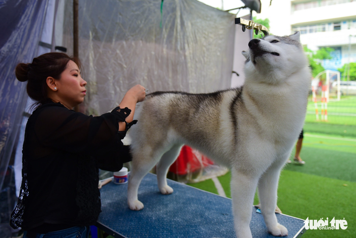 Xem cún cưng tranh tài trong Dog show 2017 tại Sài Gòn