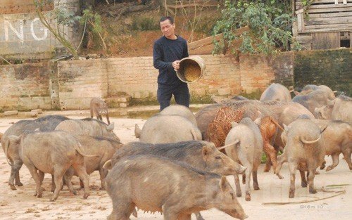 60 tuổi còn bỏ phố lên núi làm giàu